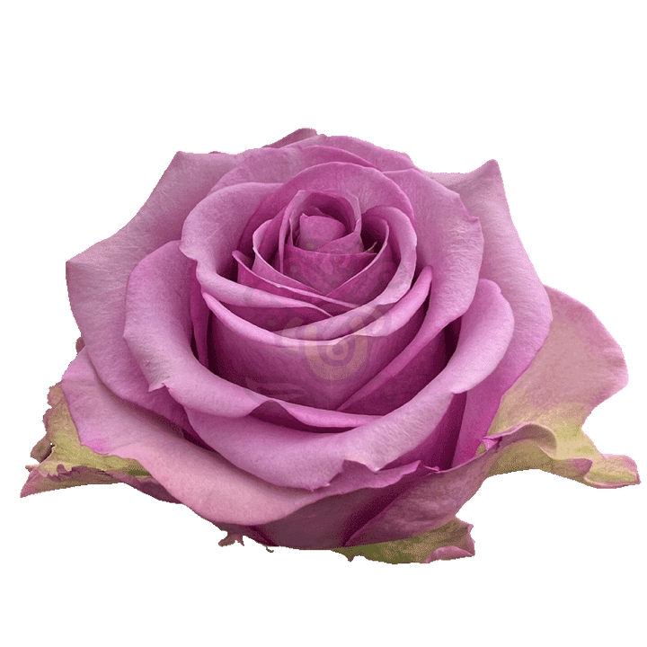 Cool Water Roses Lavender 2