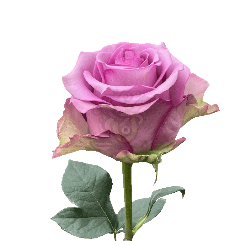 Cool Water Roses Lavender 3