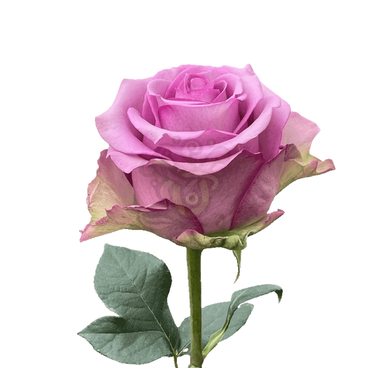 Cool Water Roses Lavender 3