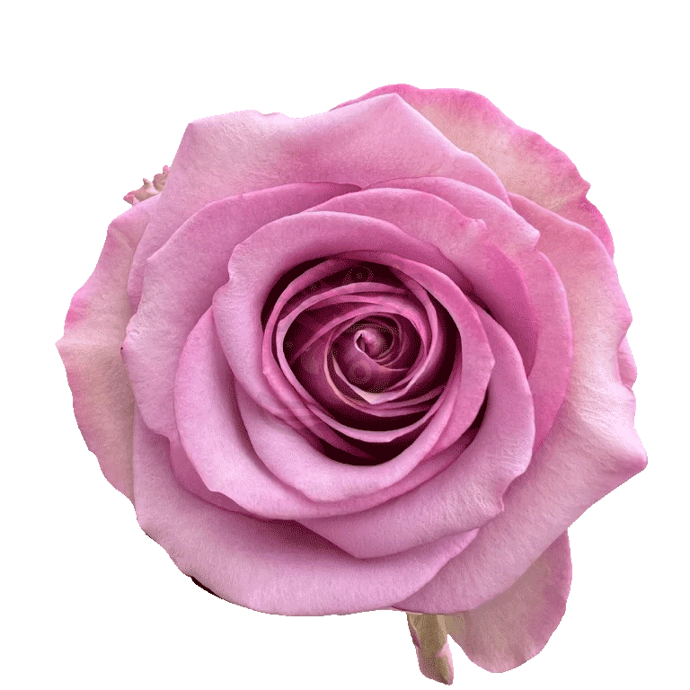 Cool Water Roses Lavender