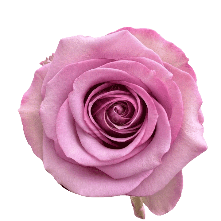 Cool Water Roses Lavender
