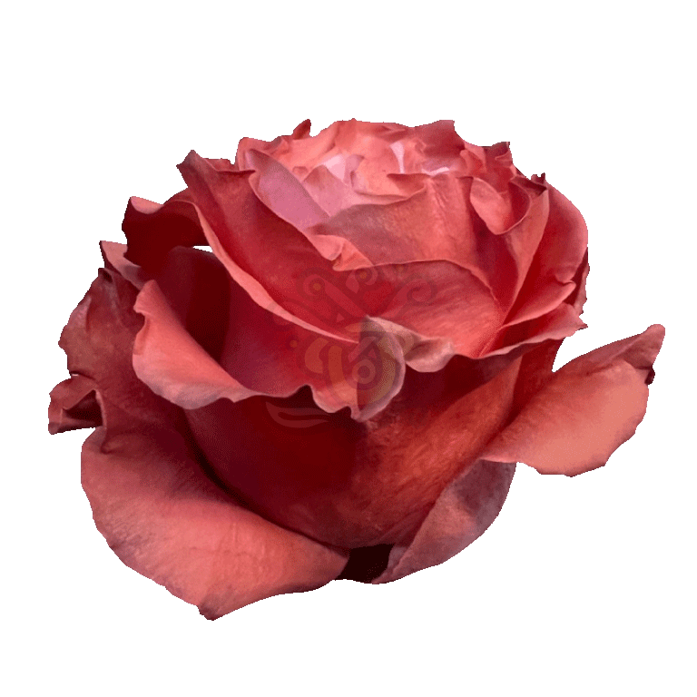 Coral Pastel Tinted Roses 2