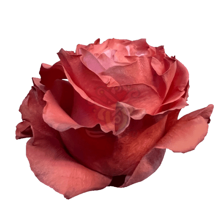 Coral Pastel Tinted Roses 2