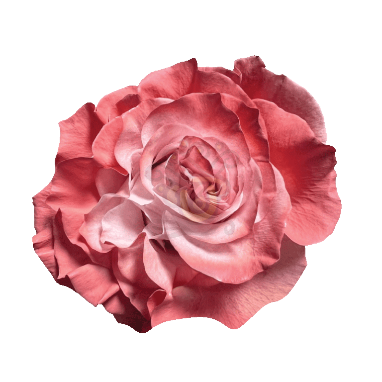 Coral Pastel Tinted Roses