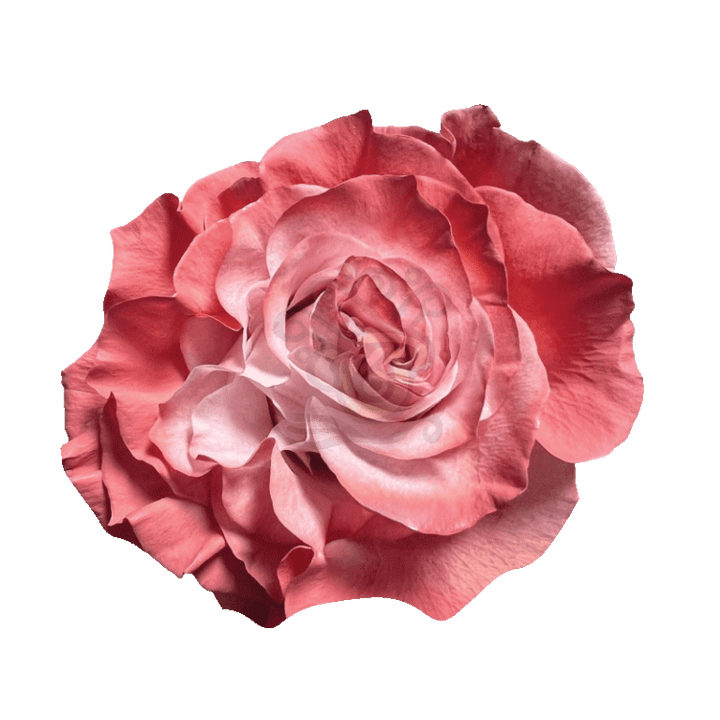 Coral Pastel Tinted Roses