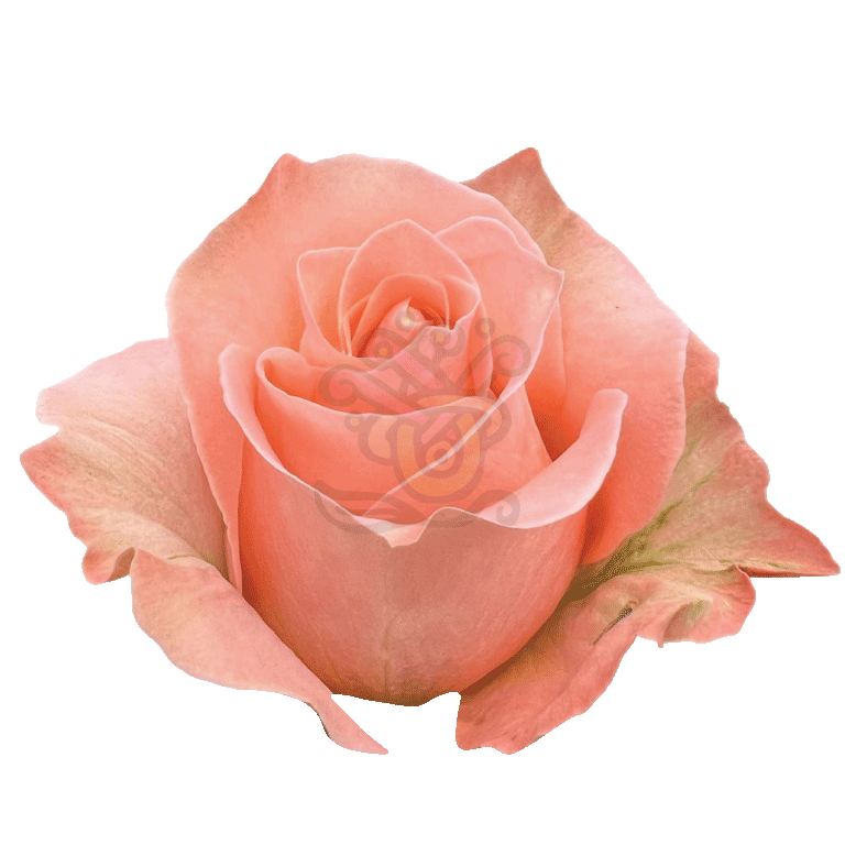 Coral Reef Roses Coral 2