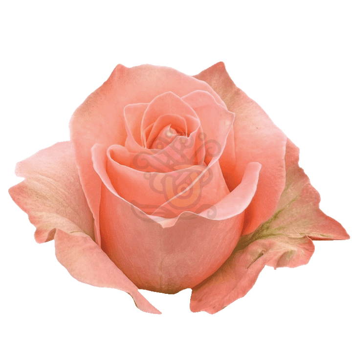 Coral Reef Roses Coral 2