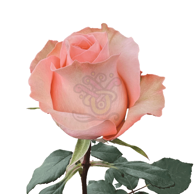 Coral Reef Roses Coral 3