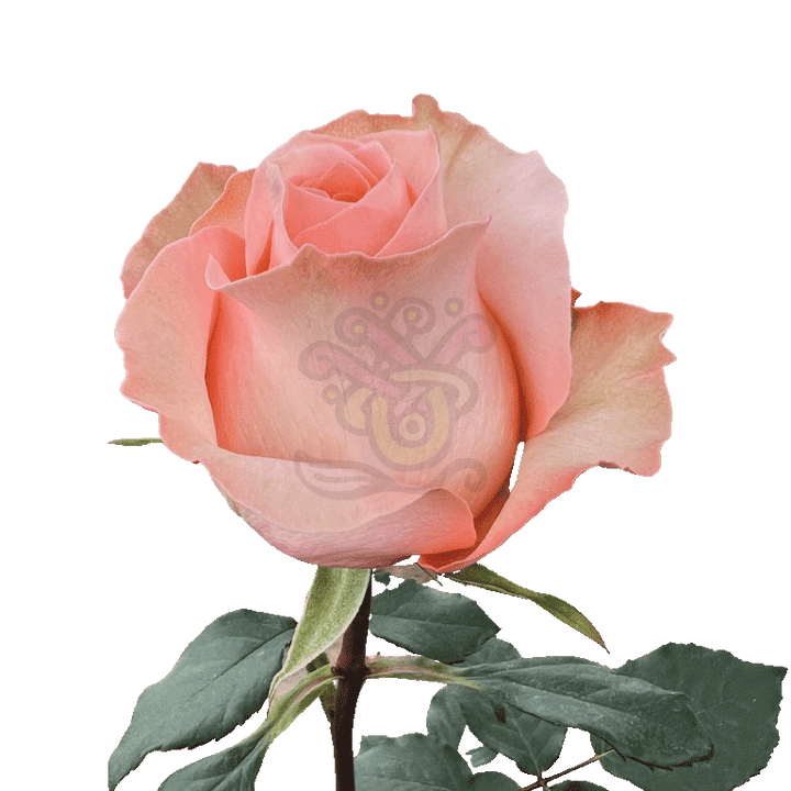 Coral Reef Roses Coral 3