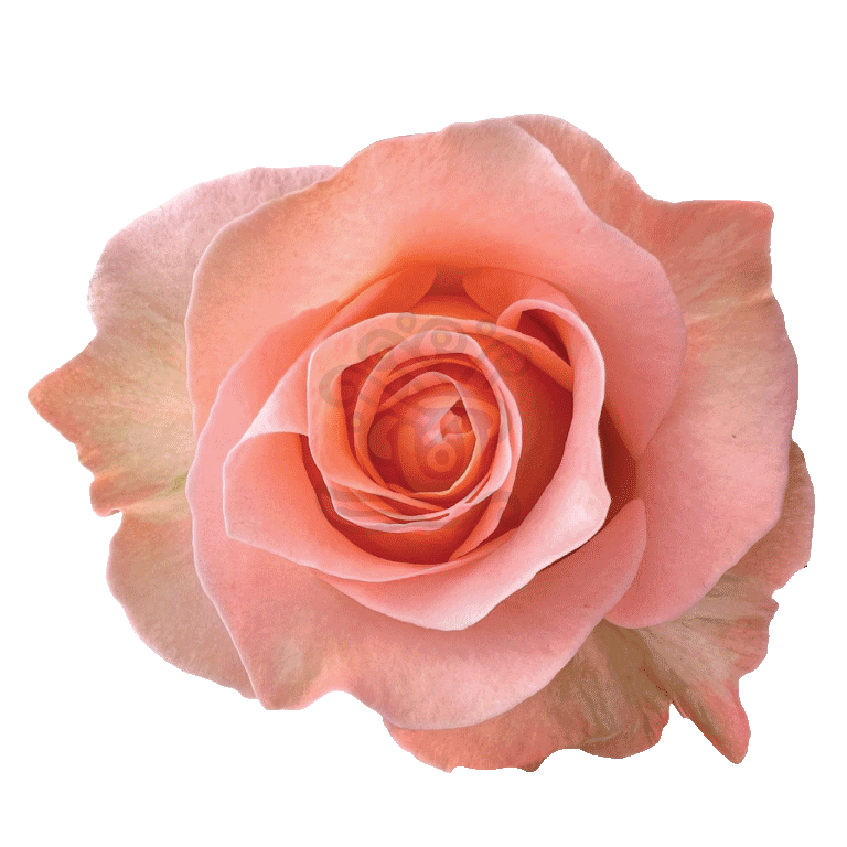 Coral Reef Roses Coral