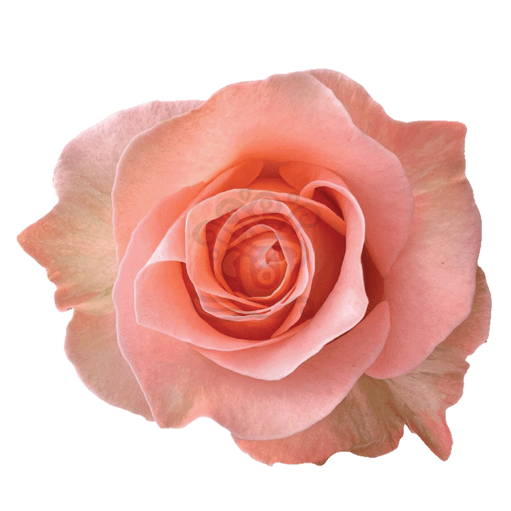Coral Reef Roses Coral