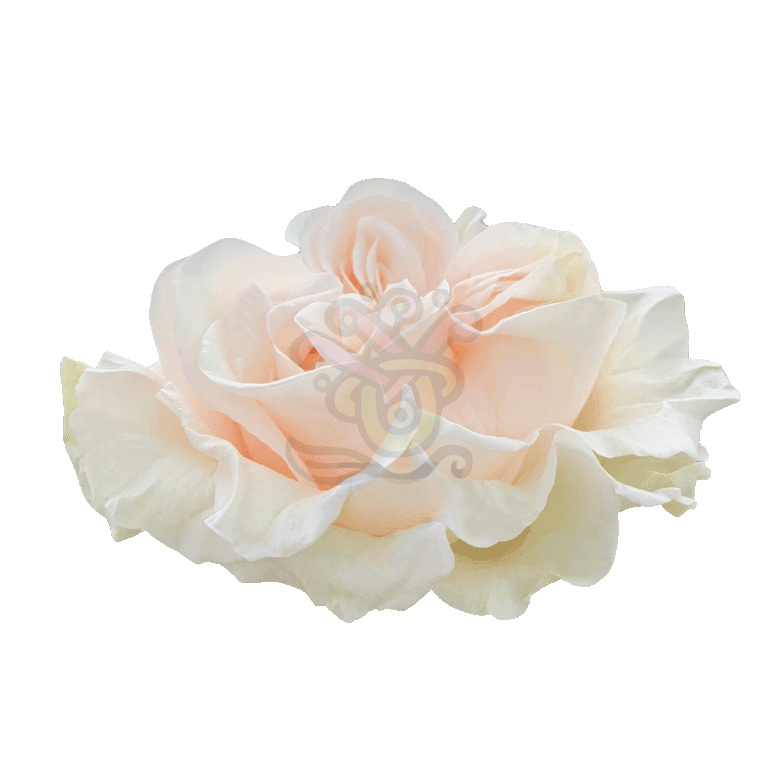 Cotton Xpression Roses Cream 2