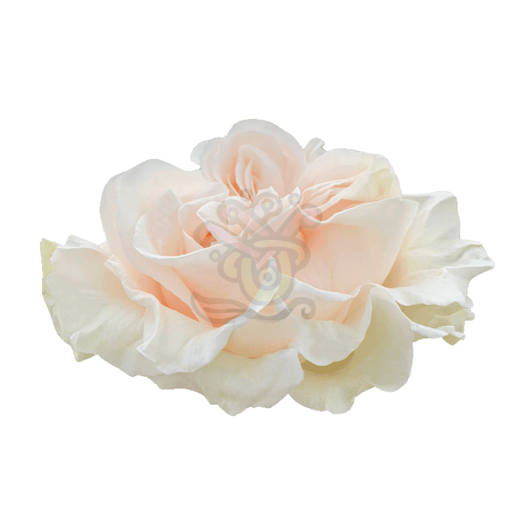 Cotton Xpression Roses Cream 2