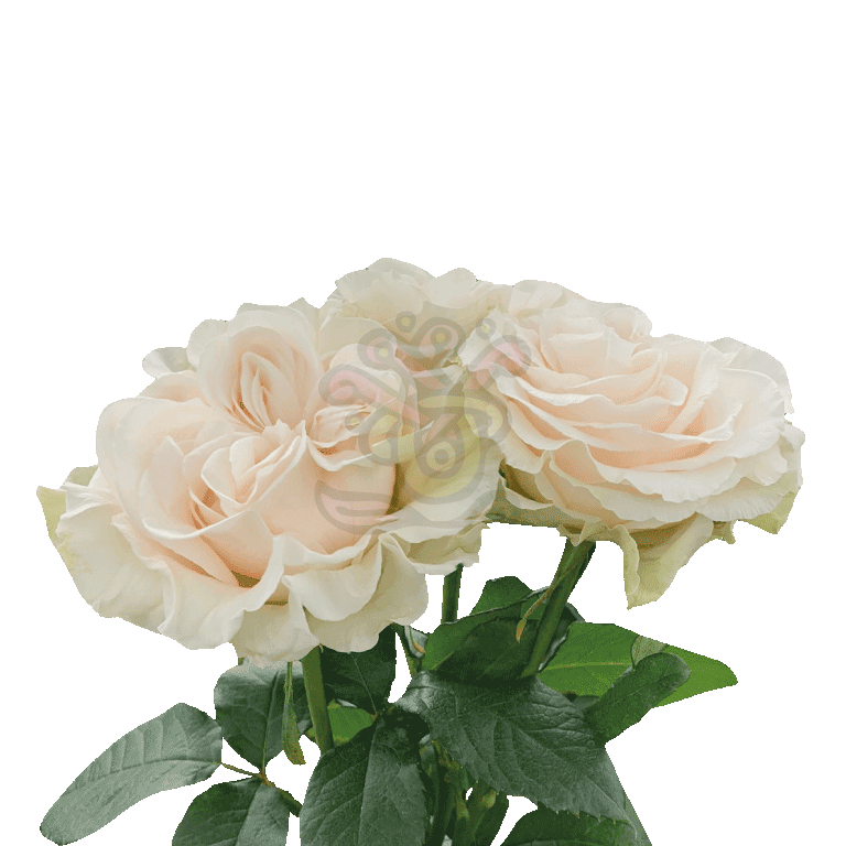 Cotton Xpression Roses Cream 3