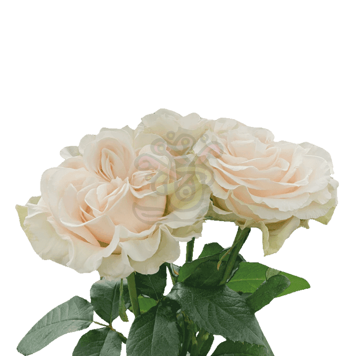 Cotton Xpression Roses Cream 3
