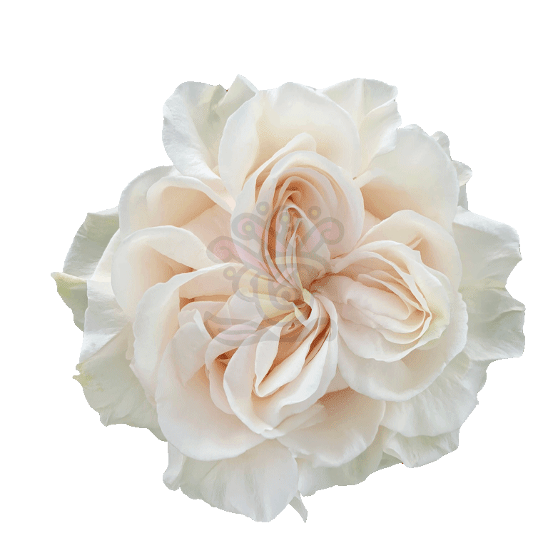 Cotton Xpression Roses Cream