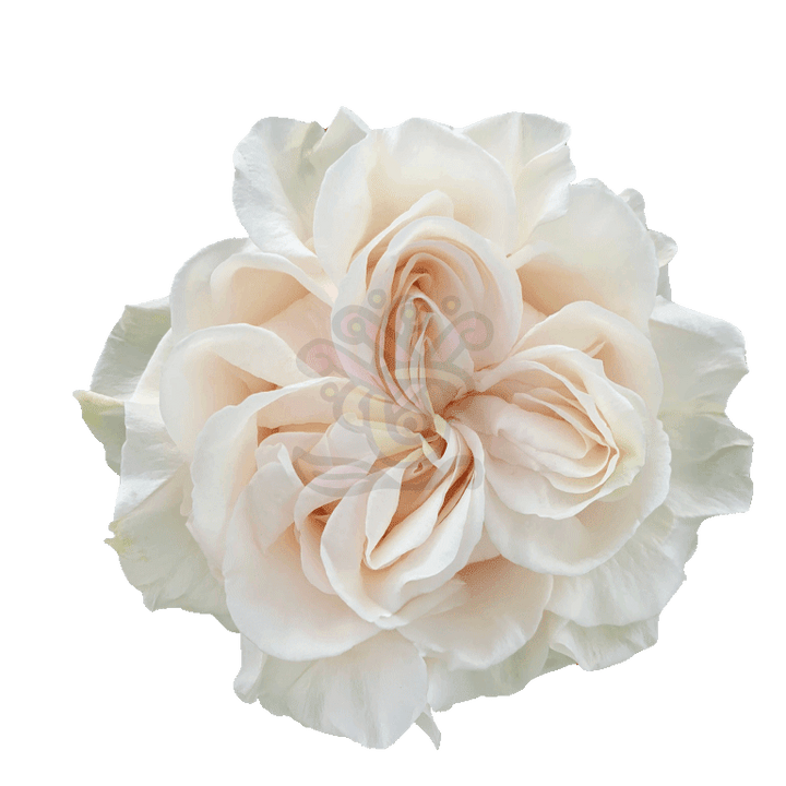 Cotton Xpression Roses Cream