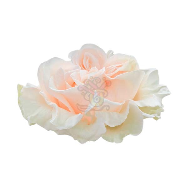 Cotton Xpression garden rose head in cream, grown in Ecuador by Asiri Blooms