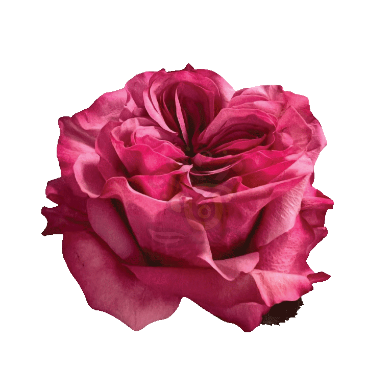 Country Blues Roses Lavender 2