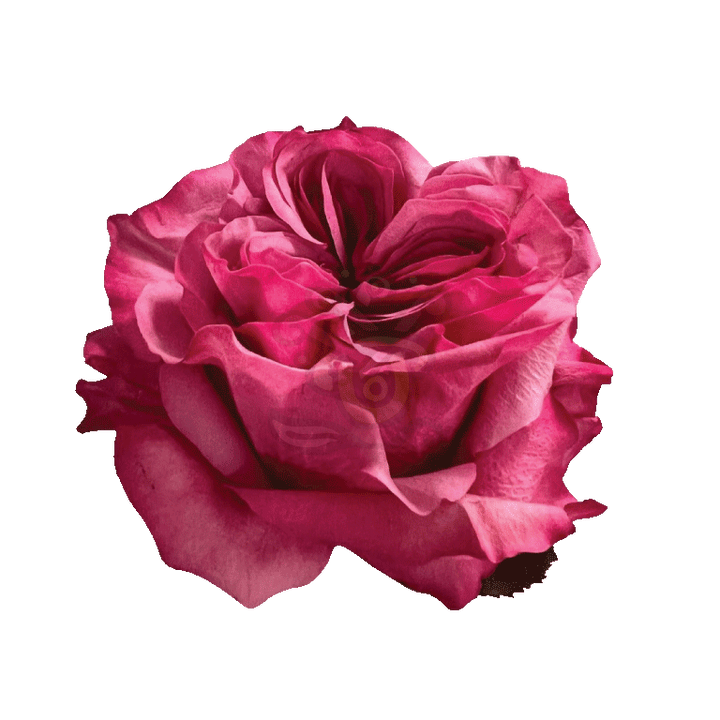Country Blues Roses Lavender 2