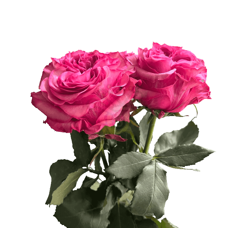 Country Blues Roses Lavender 3