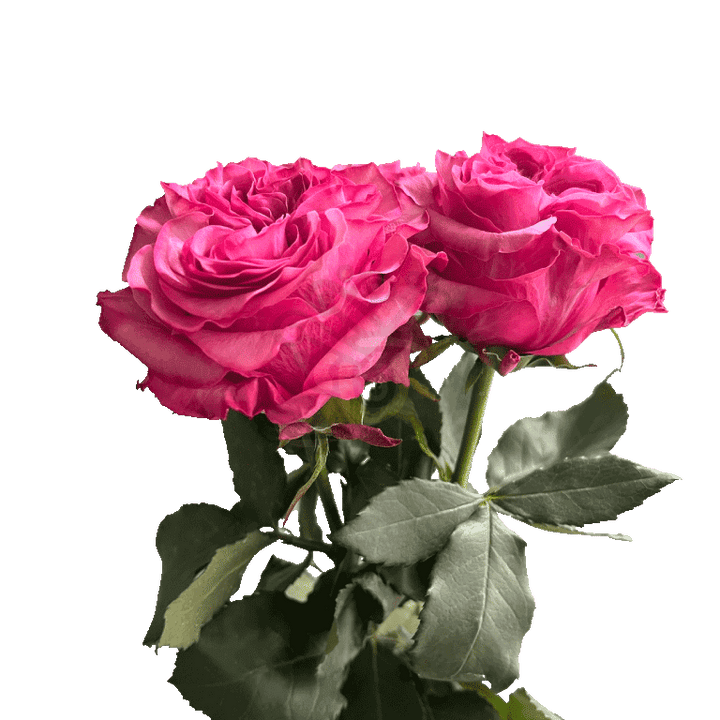 Country Blues Roses Lavender 3