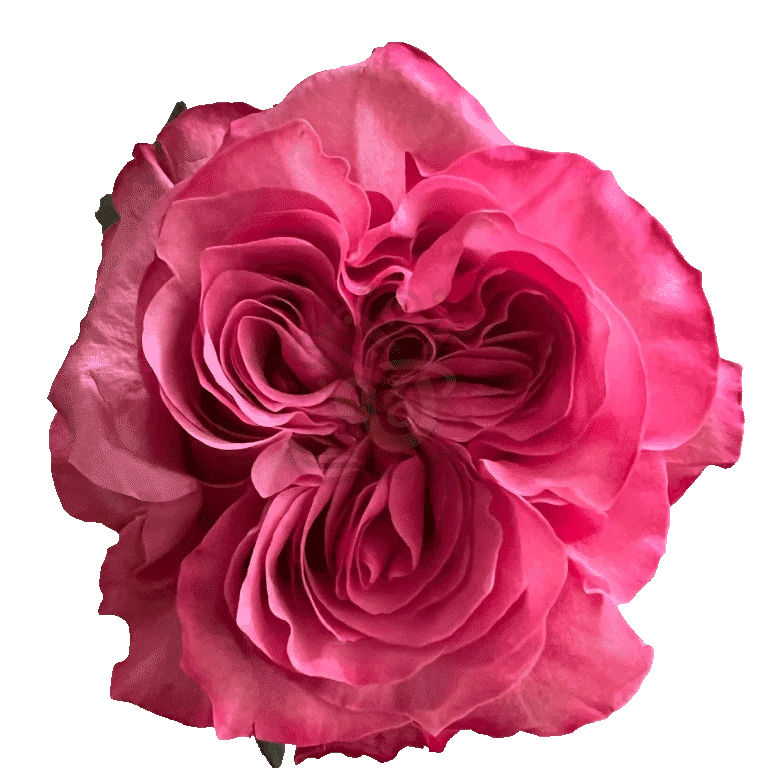 Country Blues Roses Lavender