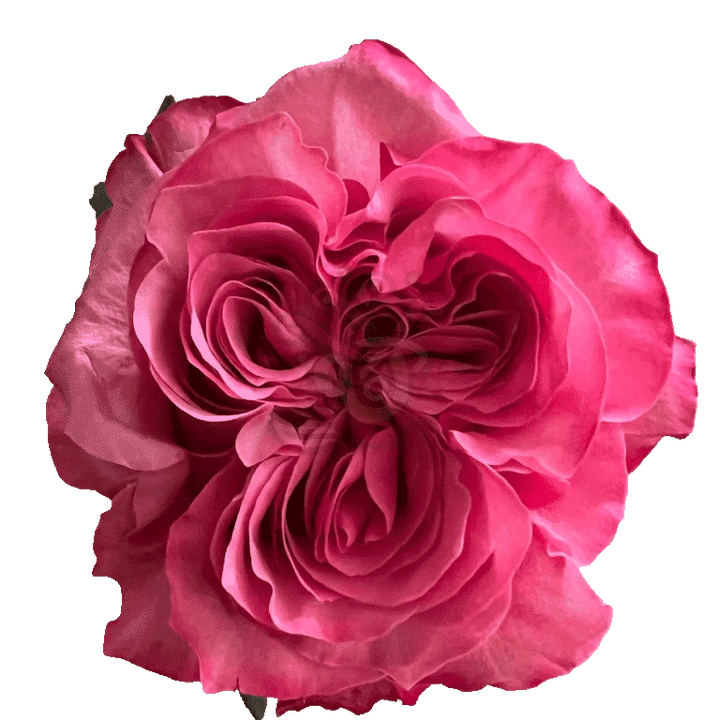 Country Blues Roses Lavender