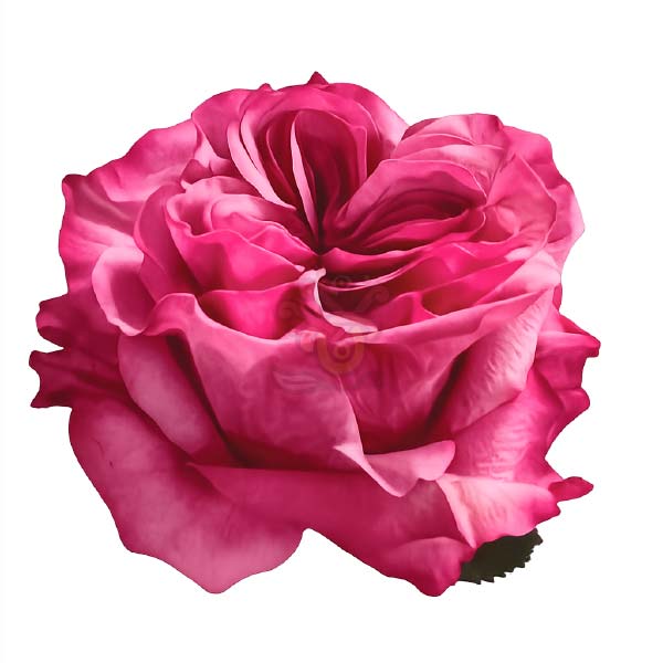 Country Blues garden rose head in hot pink, grown in Ecuador by Asiri Blooms
