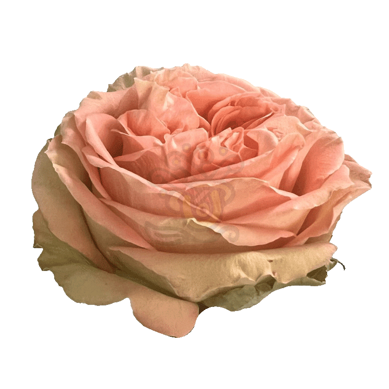 Country Home Roses Peach 2