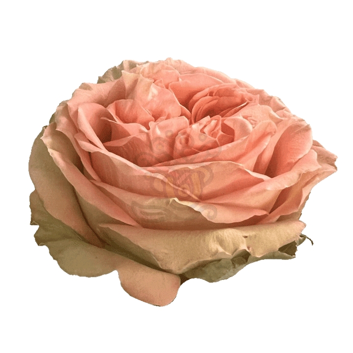 Country Home Roses Peach 2