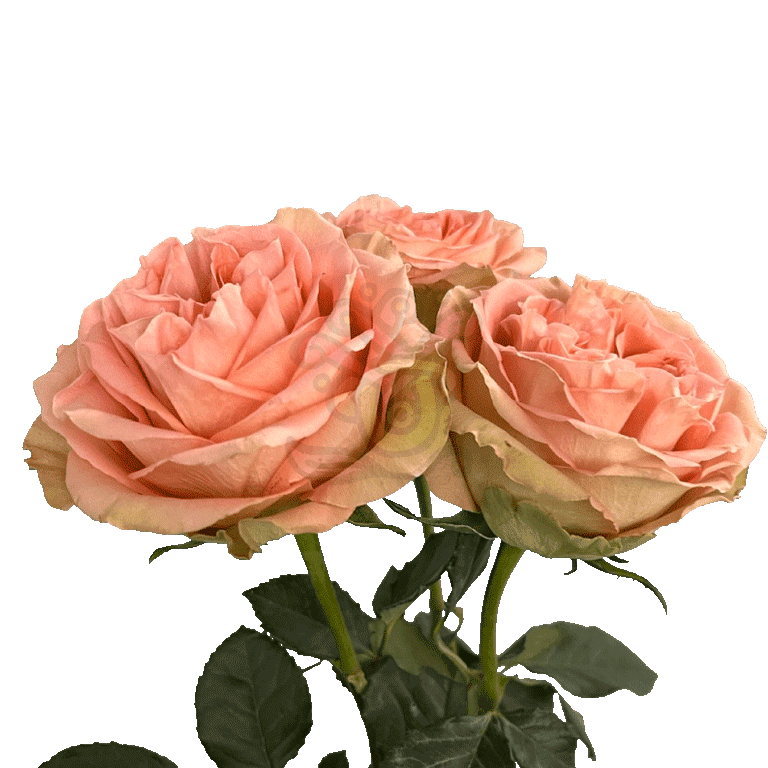 Country Home Roses Peach 3