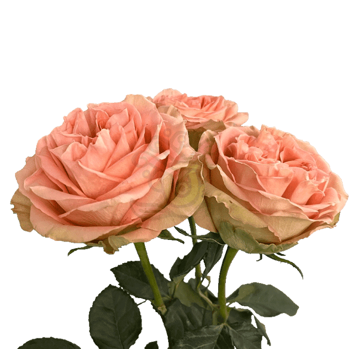Country Home Roses Peach 3