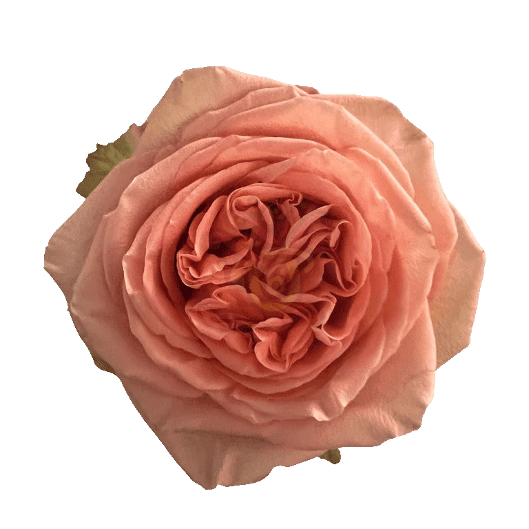 Country Home Roses Peach