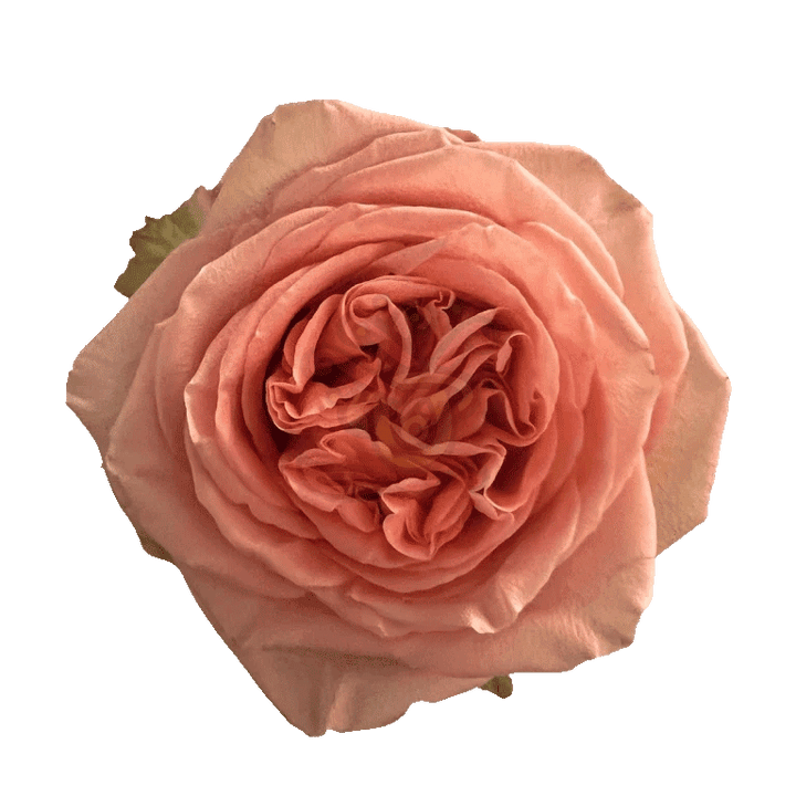 Country Home Roses Peach
