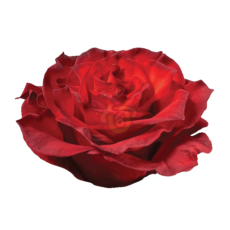 Cranberry Tinted Roses 2
