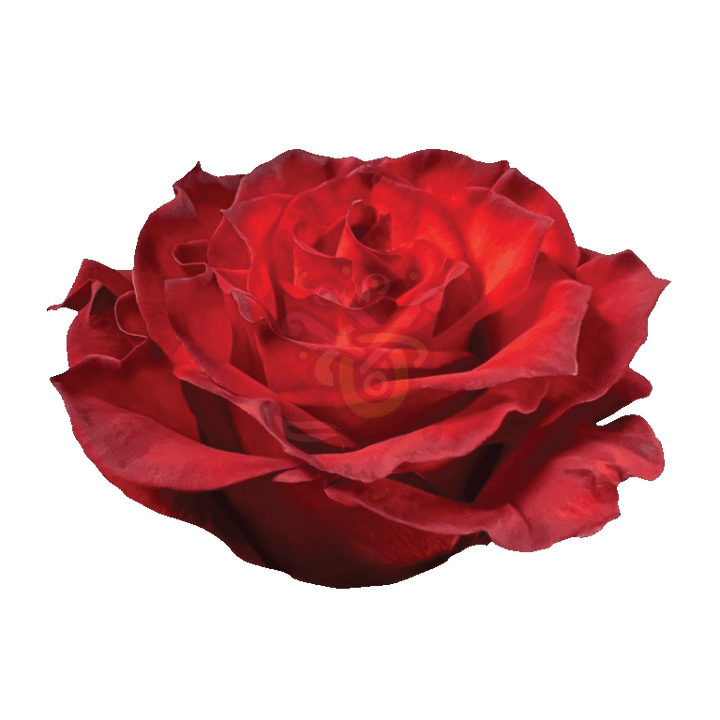 Cranberry Tinted Roses 2