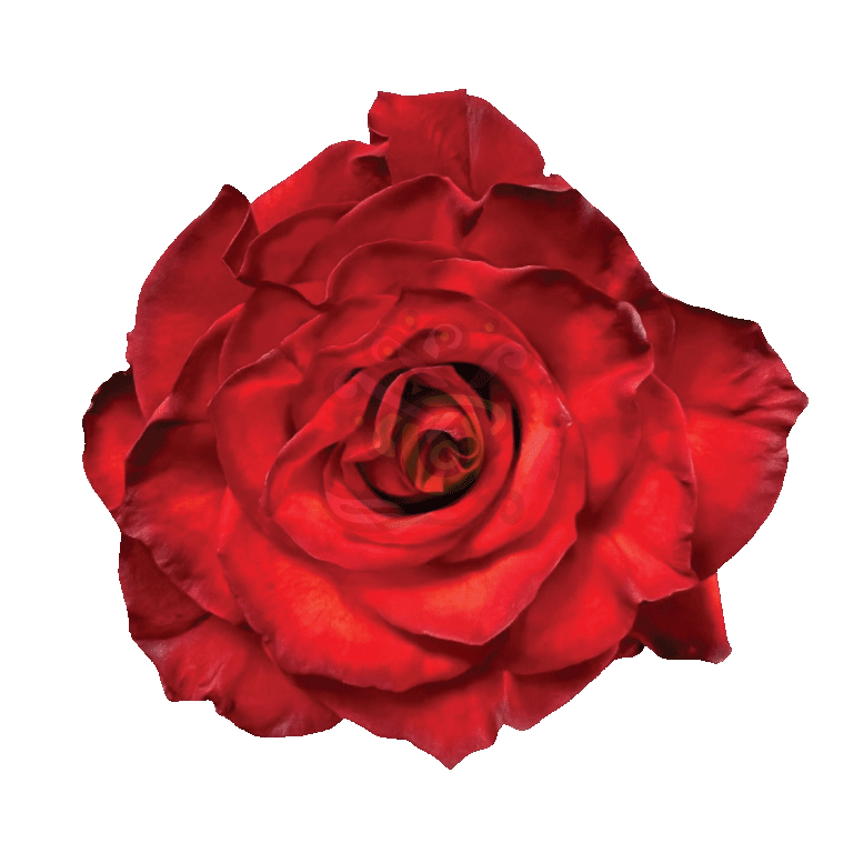 Cranberry Tinted Roses