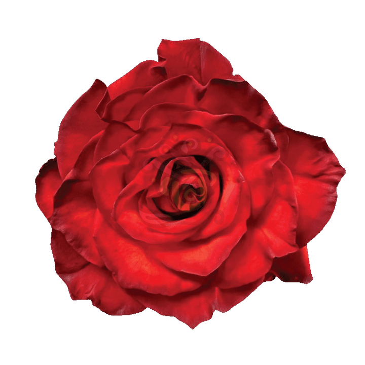 Cranberry Tinted Roses