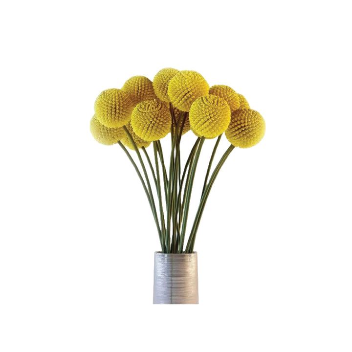 Craspedia • Asiri Blooms