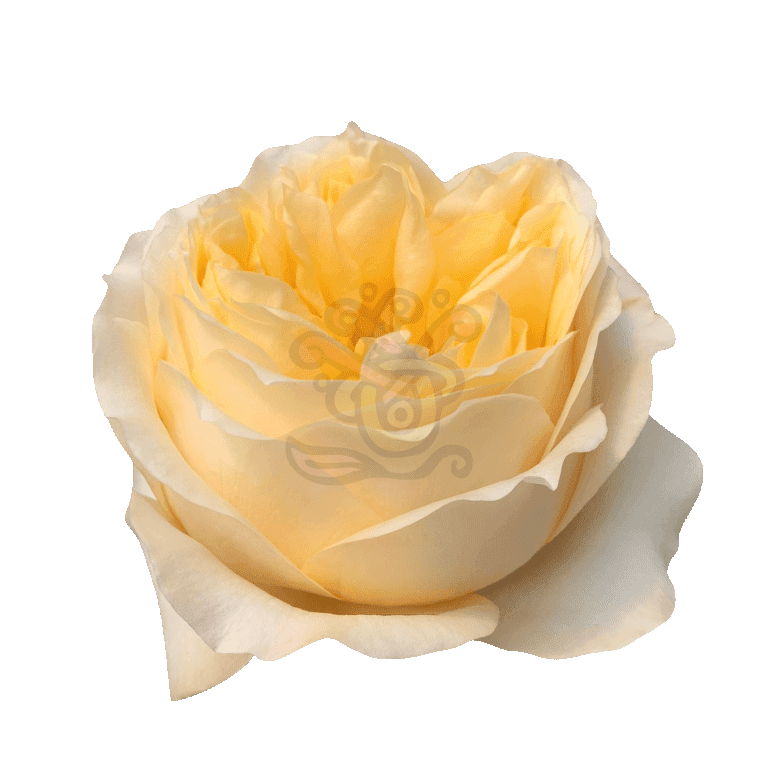 Cream Xpression Roses Cream 2