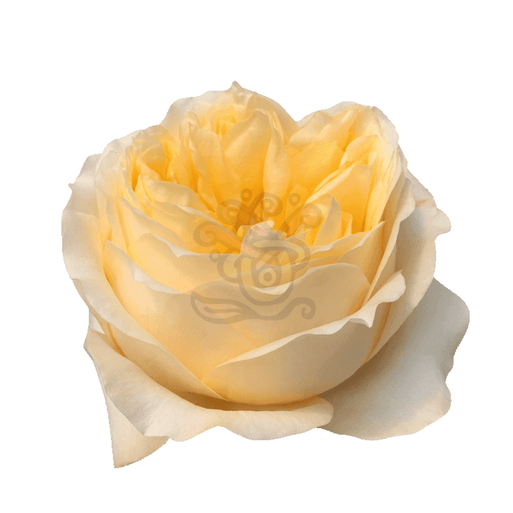 Cream Xpression Roses Cream 2