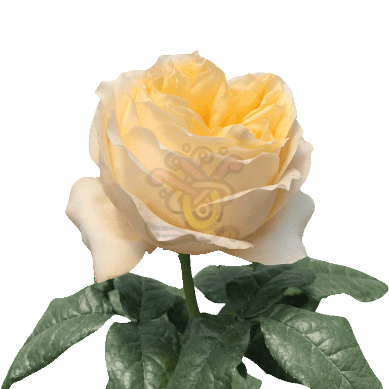 Cream Xpression Roses Cream 3