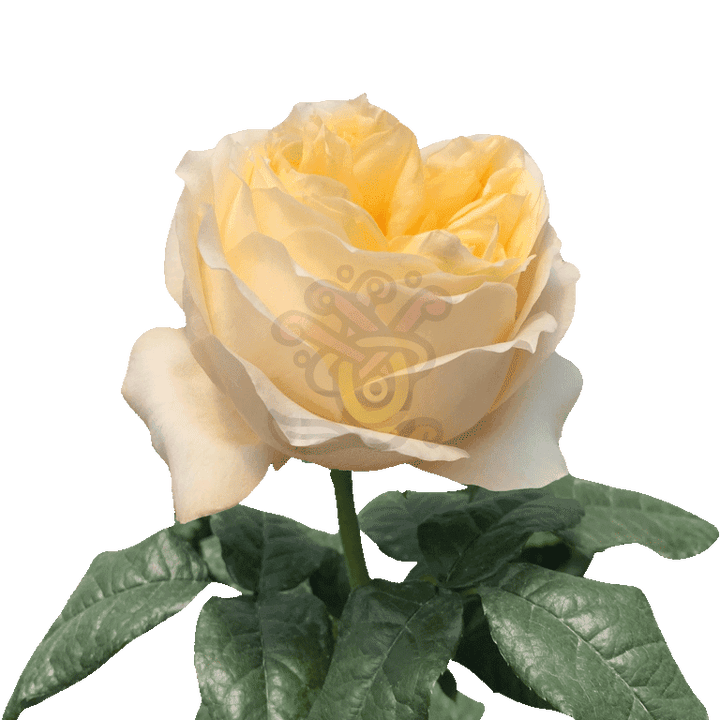 Cream Xpression Roses Cream 3