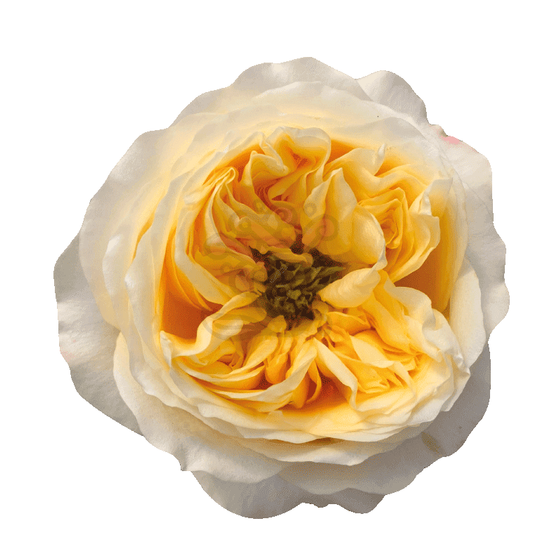 Cream Xpression Roses Cream