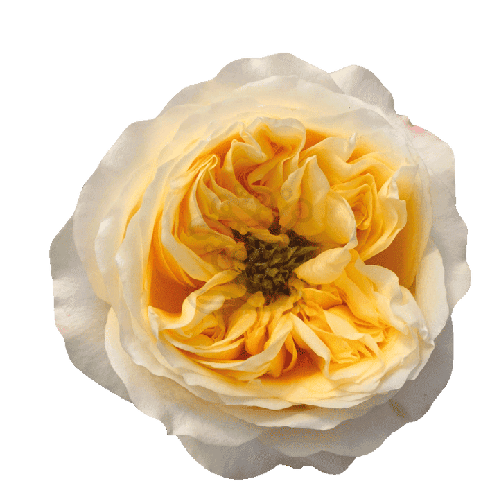 Cream Xpression Roses Cream
