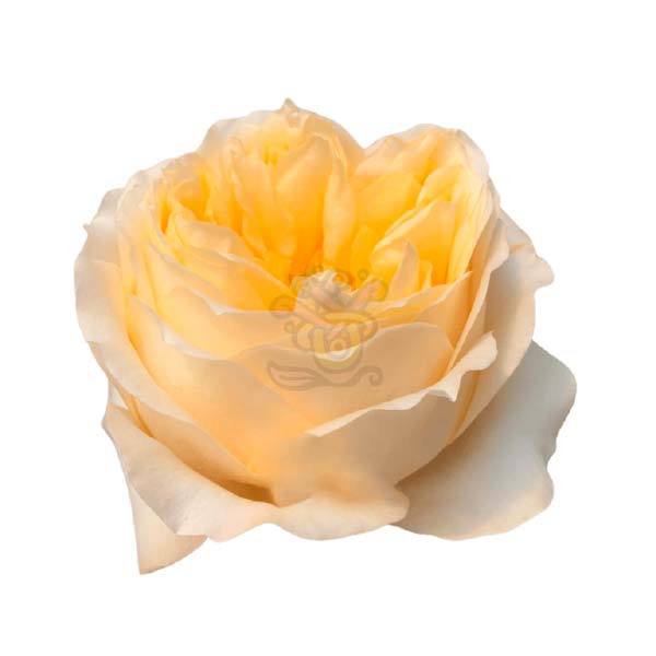 Cream Xpression garden rose head in cream with a soft yellow heart, grown in Ecuador by Asiri Blooms