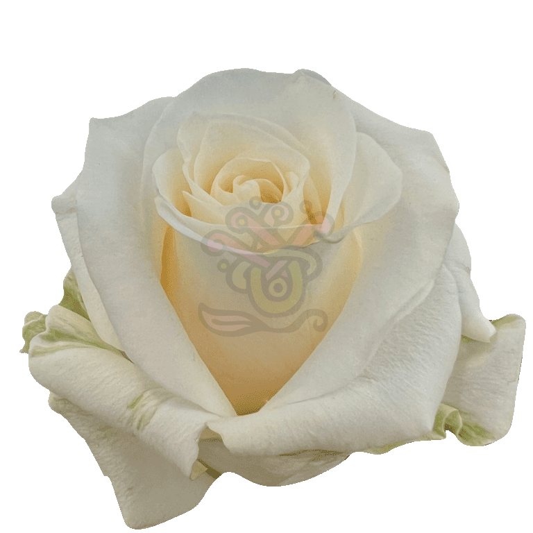 Creme De La Creme Roses Cream 2