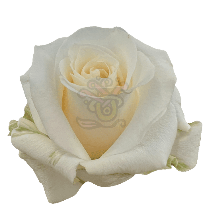 Creme De La Creme Roses Cream 2