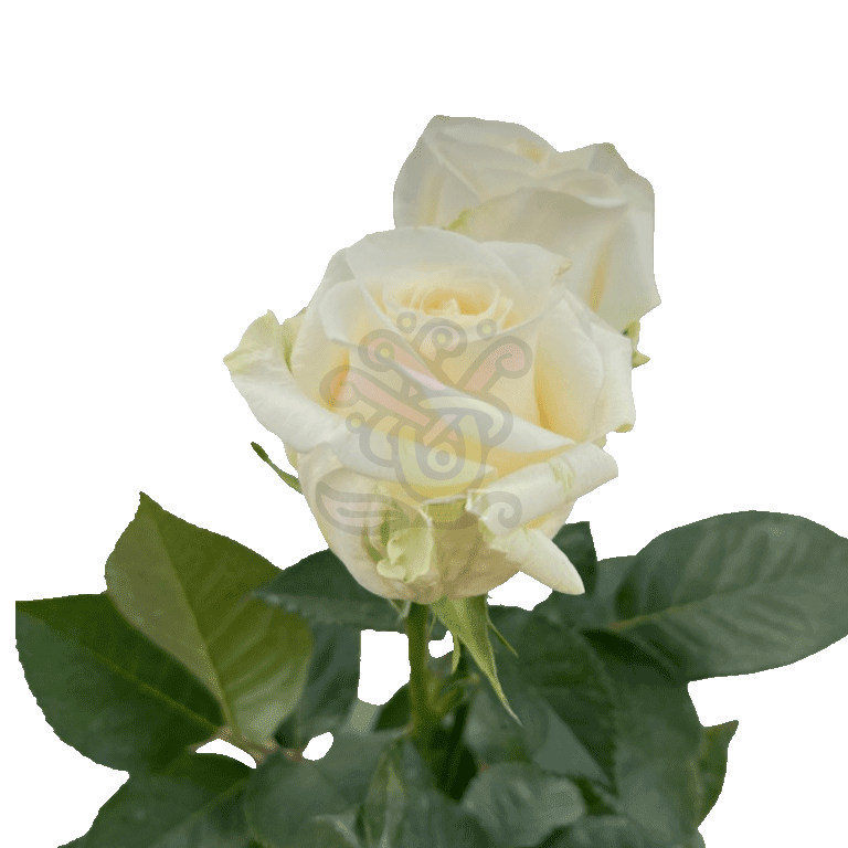 Creme De La Creme Roses Cream 3